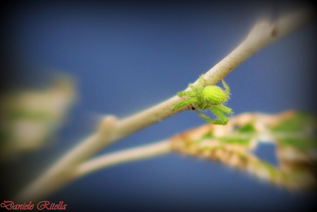 ragnetto verde: Heriaeus sp. Capriati a Volturno (CE)